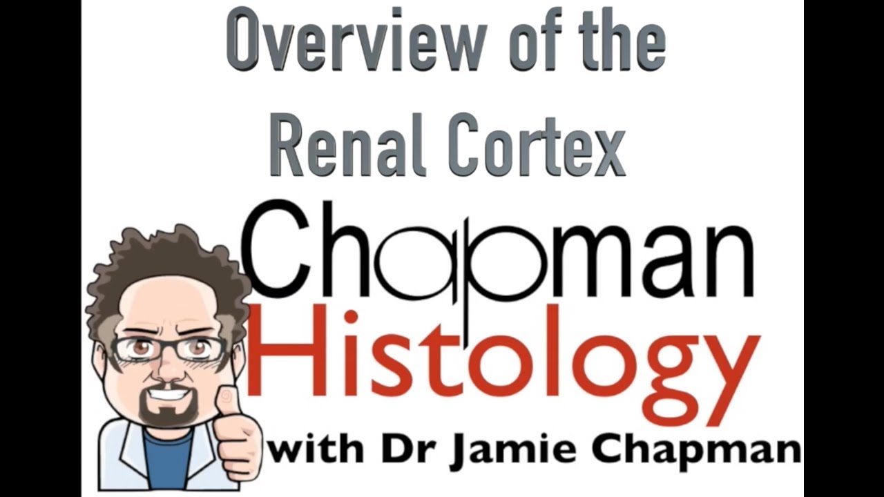 3 Min Histology Overview of the Renal Cortex