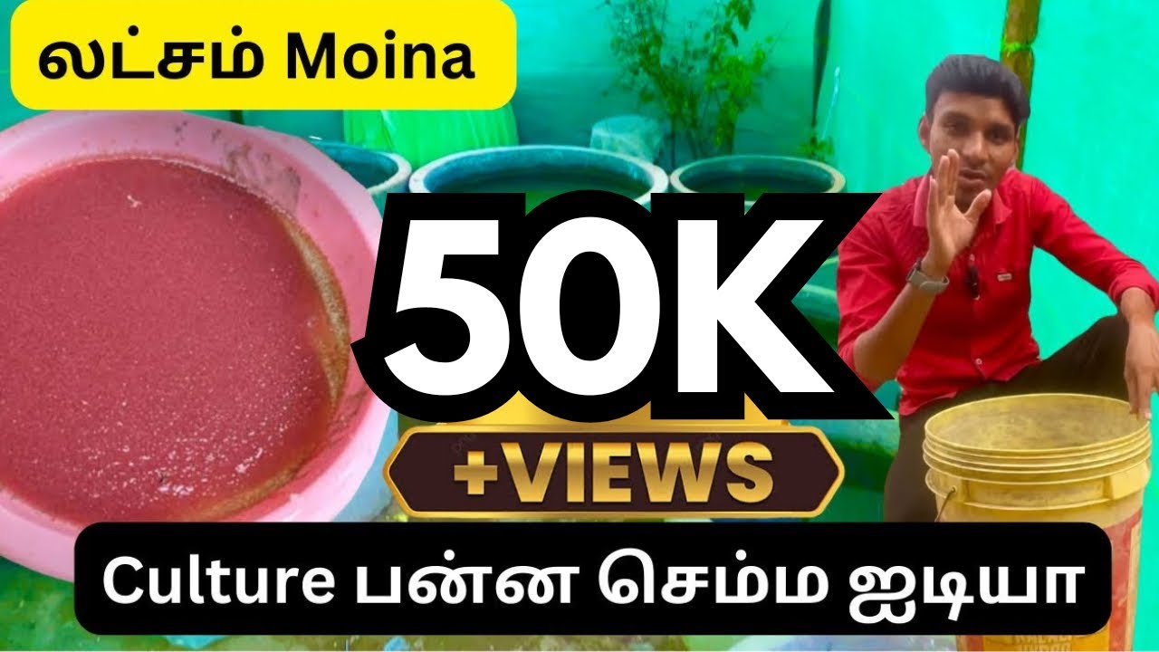 Moina culture tamil இந்த டிப்ஸ் போதும்.
