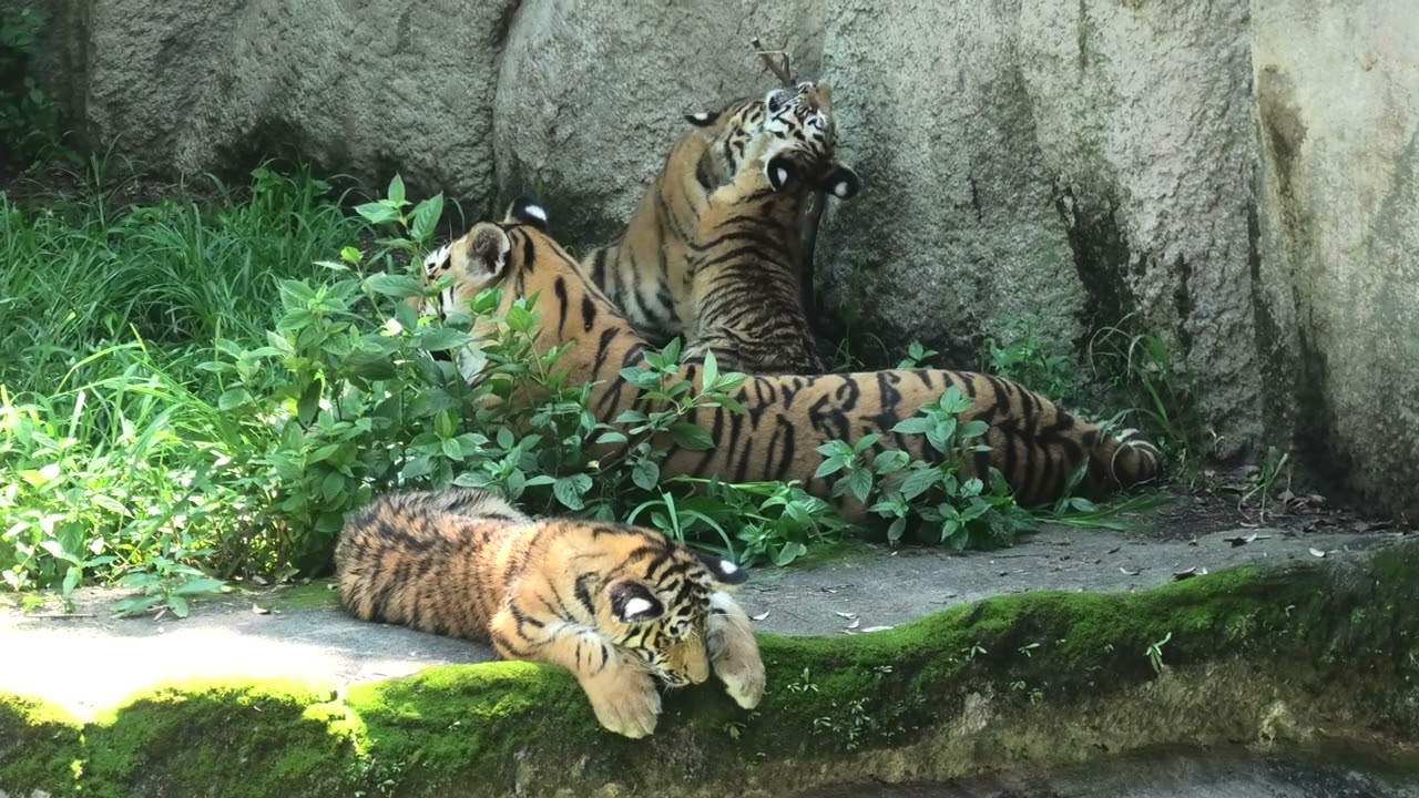 アムールトラ の親子 (浜松市動物園) 2021年7月25日