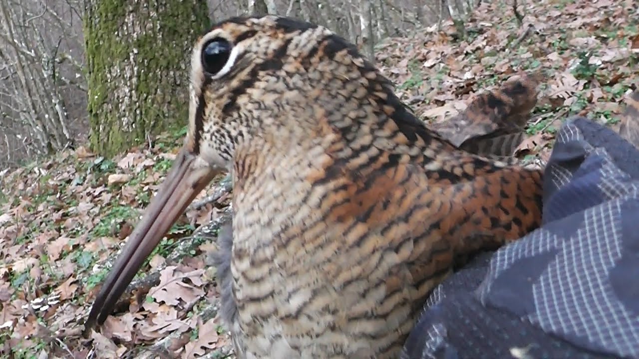 ΚΥΝΗΓΩΝΤΑΣ ΜΠΕΚΑΤΣΑ ΤΟP 10 - WOODCOCK HUNTING