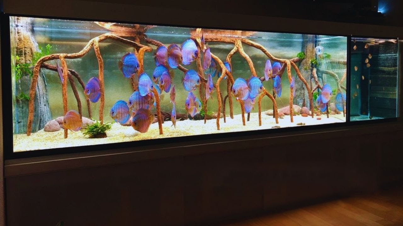 Massive 5000 Liters Discus Tank - 1330 Gallons Planted Discus Aquarium