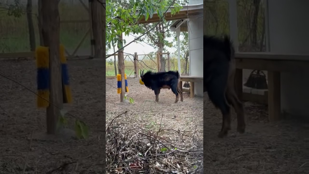 Feral Frank gets a Tetherball!#goat #tetherball #smellsliketeenspirit