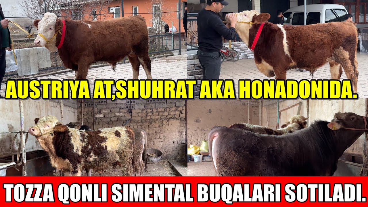 TOZZA QONLI SIMENTAL BUQALARI SOTILADI SHUHRAT AKA HONADONIDA.