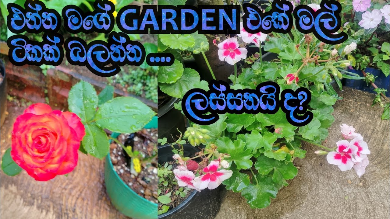 එන්න මගේ මල් ටිකක් බලන්න.my beautiful flower  garden.....