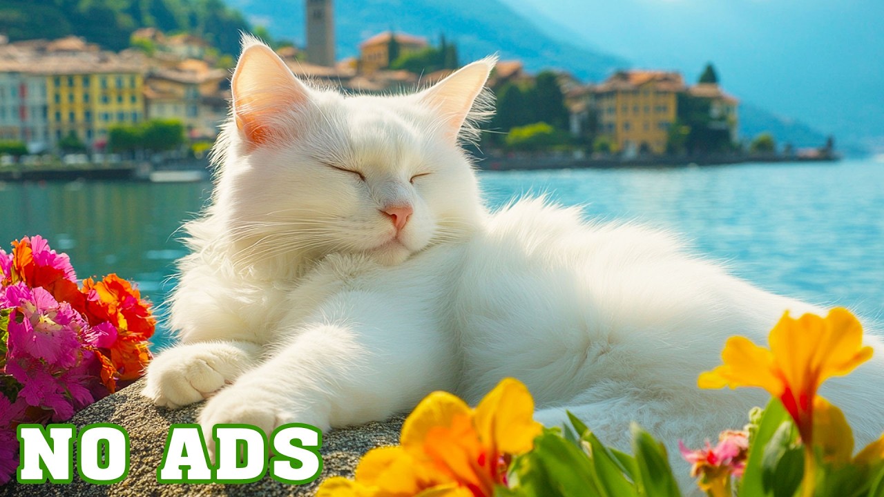 Cat TV Sleep Music 🐈 12 Hours Stress Free Relaxing Sounds 🎵 No Ads