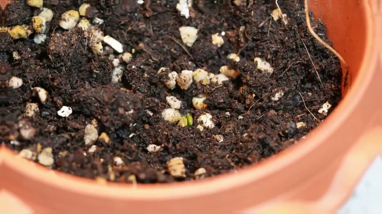 How to Grow Bubblegum Autoflower Weed
