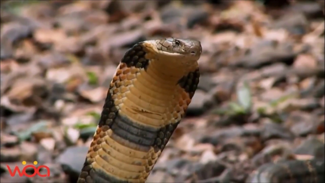 Spirit Animal ~ Snake ~Native American Music -Niall