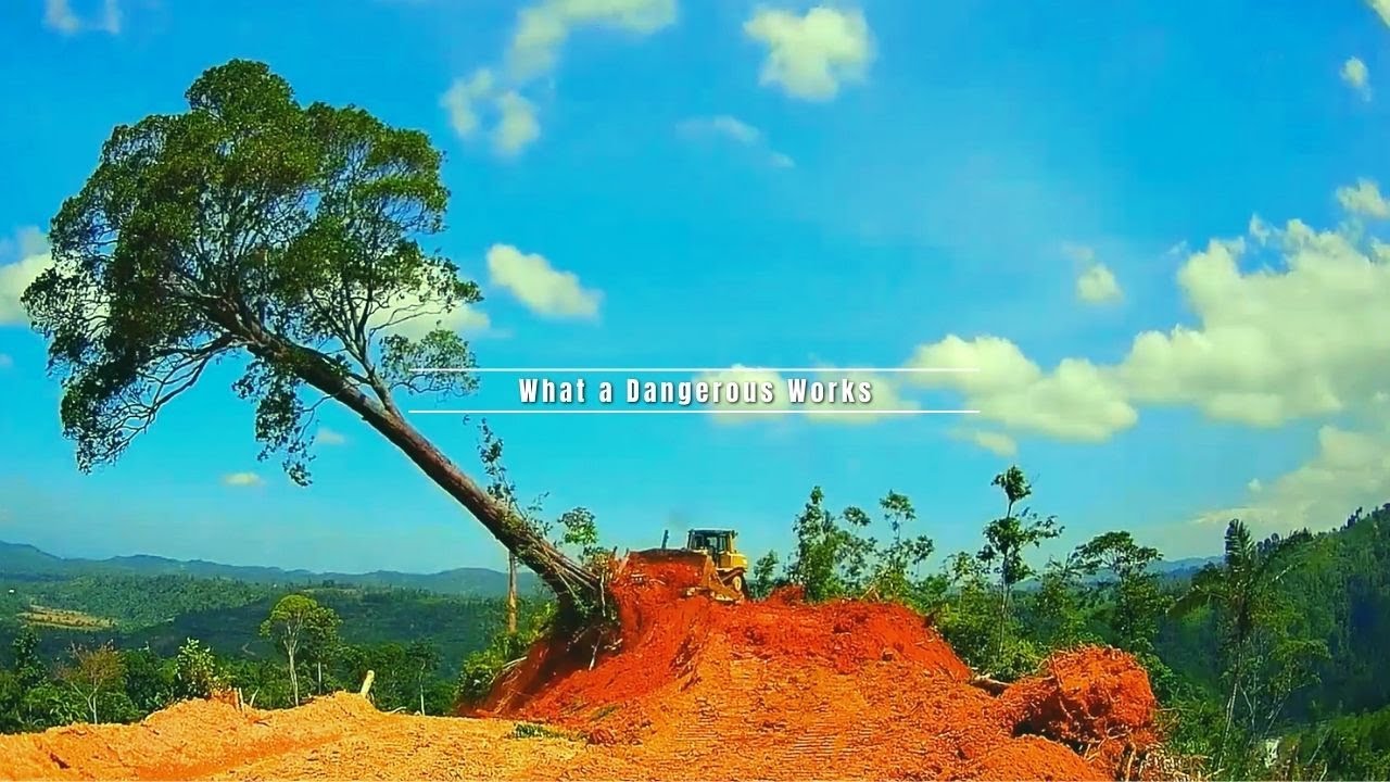 World's Most Dangerous Job Dozer CAT D7R Knocking Down a Large Tree on The Edge of The Cliff