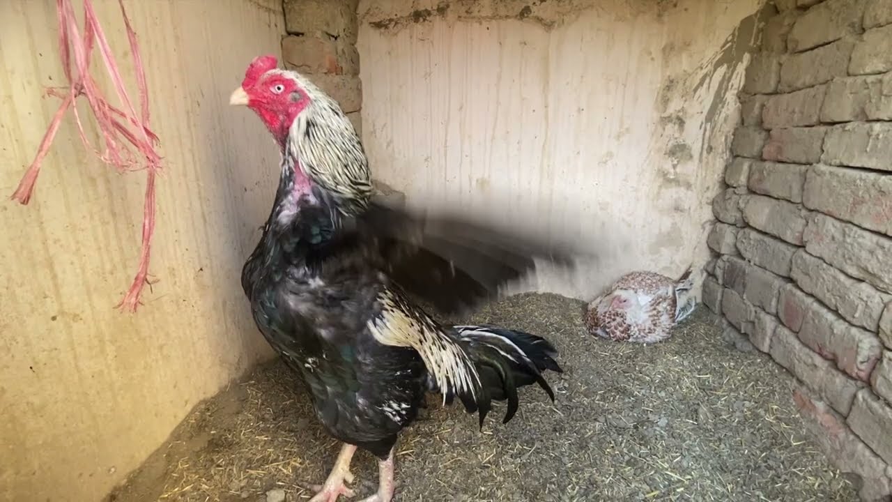 Mandi sy new chick buy kar liya // muski madi ny cheaty sy dusmani kar li