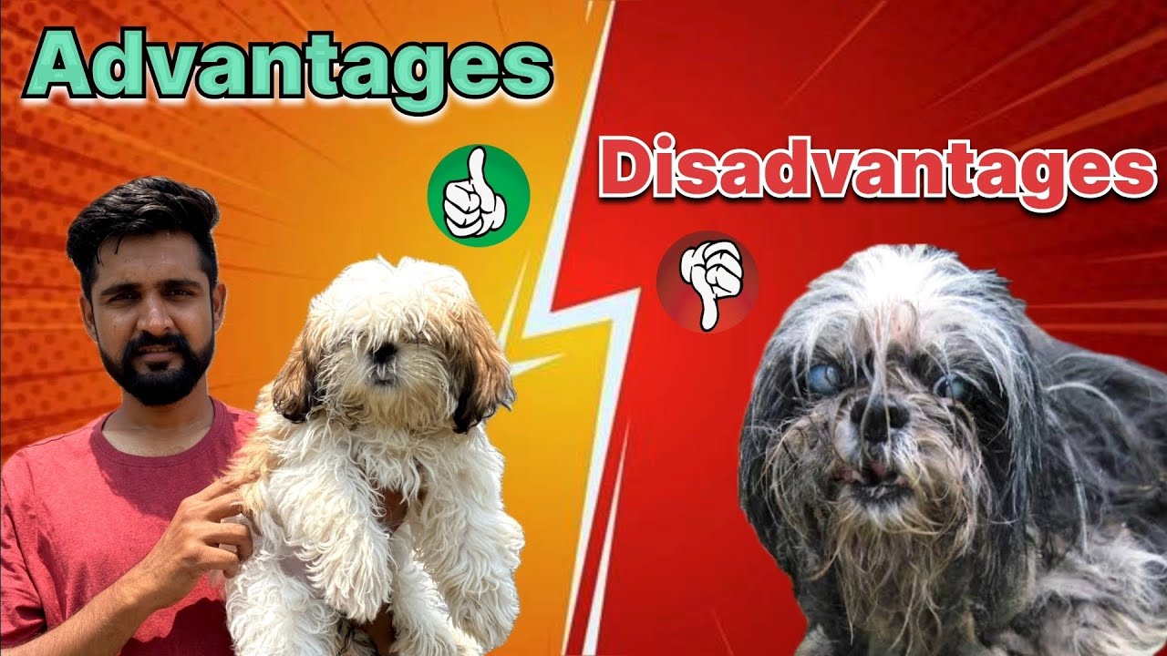 Advantages and disadvantages of shih tzu dog | Benefits and problems of shih tzu dog