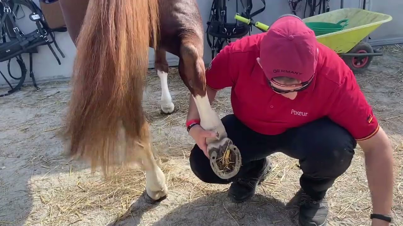 World Championships for Driving Ponies, WM Le Pin au Haras 2021