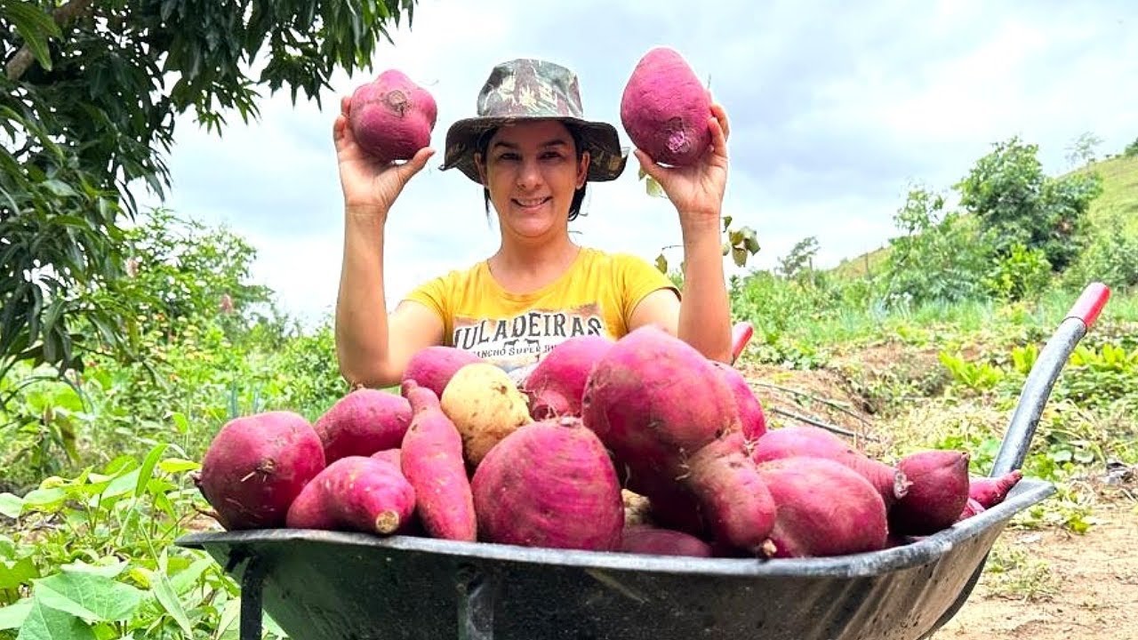 Depois da colheita de batatas doce, mostrei um pouco da minha rotina de gravação