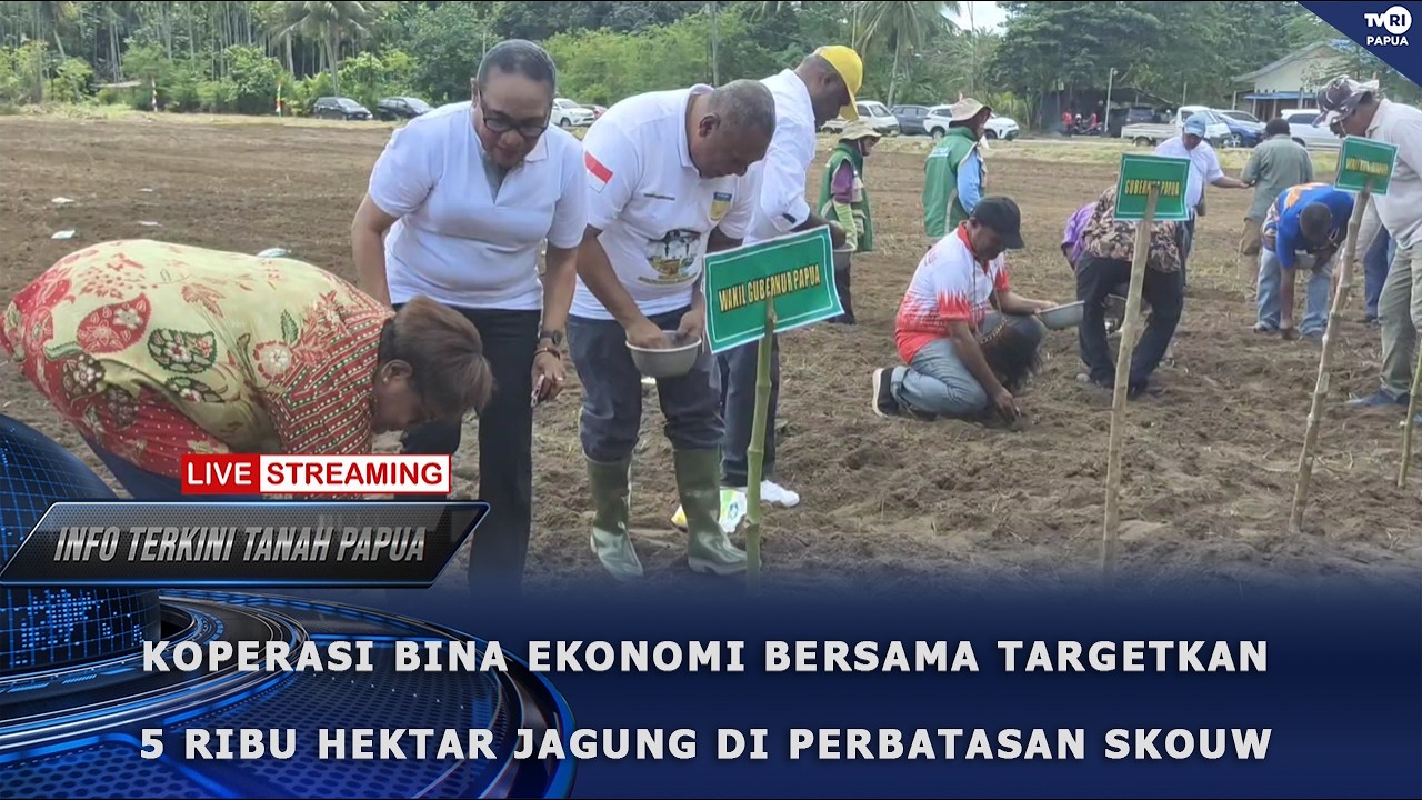 INFO TERKINI - KOPERASI BINA EKONOMI BERSAMA TARGETKAN 5 RIBU HEKTAR JAGUNG DI PERBATASAN SKOUW