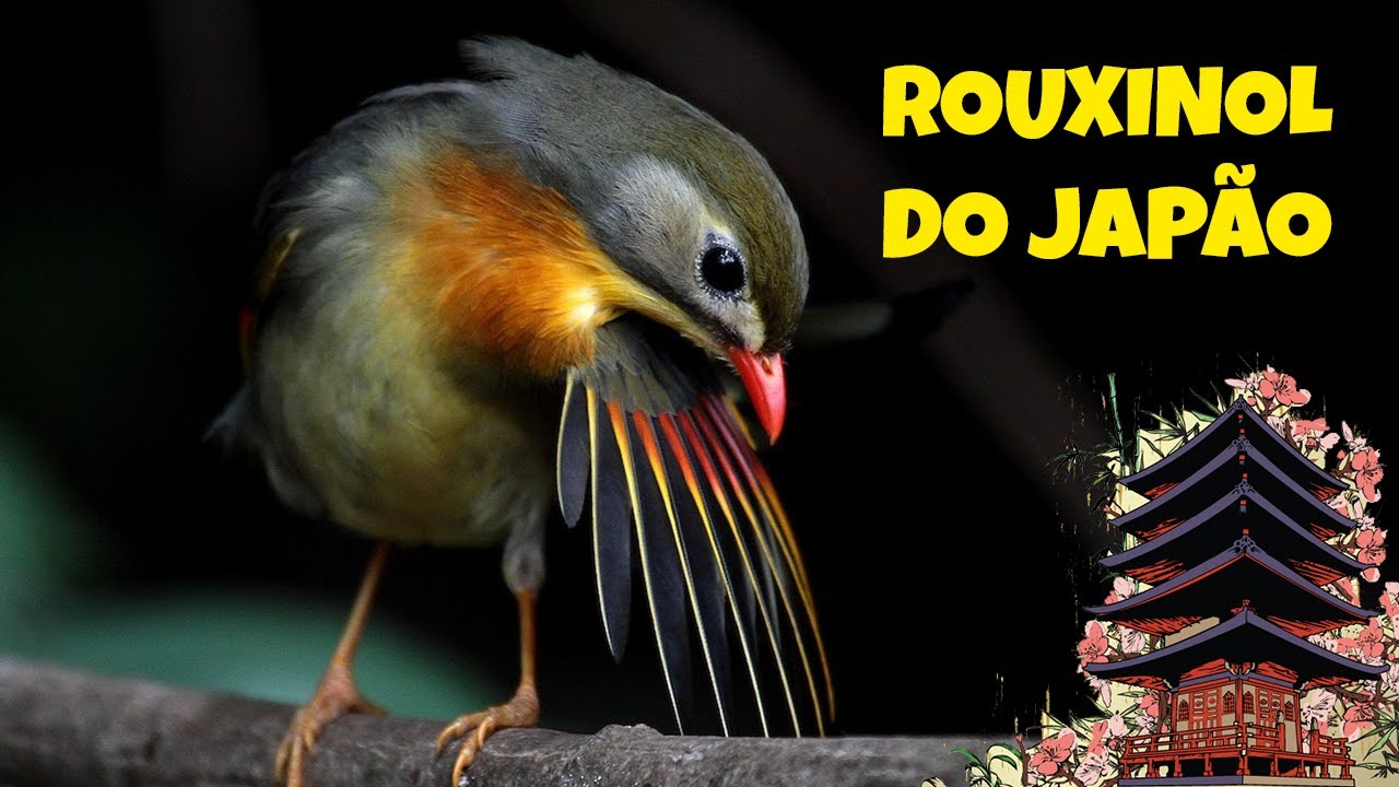 Rouxinol do Japão - O canto proibido do exótico Rouxinol do Japão