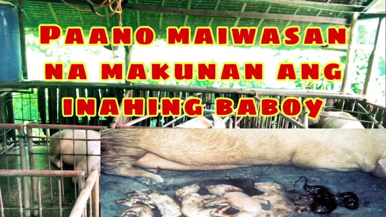 Paano maiwasan na makunan ang inahing baboy | Ryan Patenio