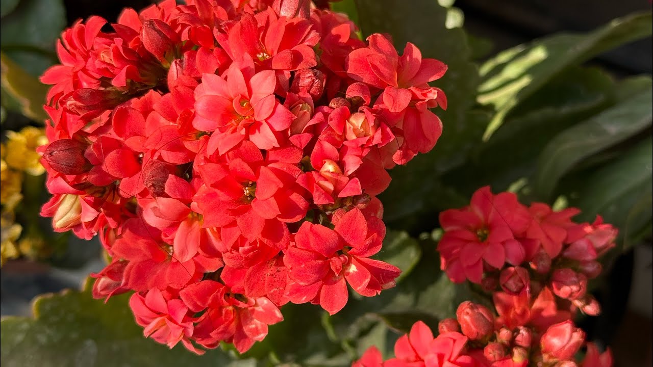 12 winter flowers grow in my garden