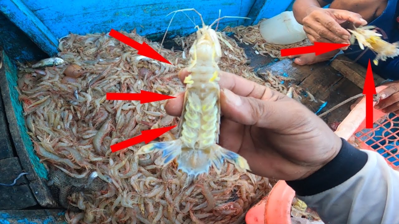 Jenis udang apa ini‼️panen udang bron dan lampis