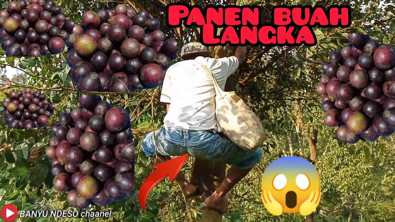 suasana desa||panen buah langka anggur hutan(rukem)asli buah indonesia#buahlangka#buahrukem