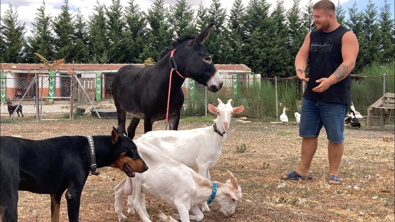 EŞEK FAYSALI KEÇİLERLE TANIŞTIRDIM KEÇİ DOBERMANI BOYNUZLADI! 