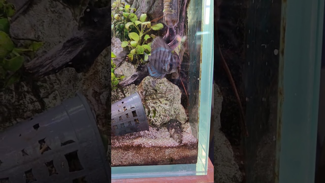 emperor tetra | galaxy rasbora |  Purple/Blue Emperor tetras 