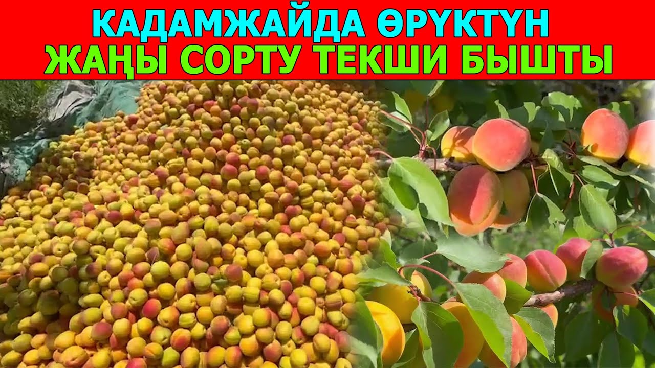 0778 94 05 05  КААЛАСАҢЫЗ ӨРҮК, КААЛАСАҢЫЗ КӨЧӨТҮ...