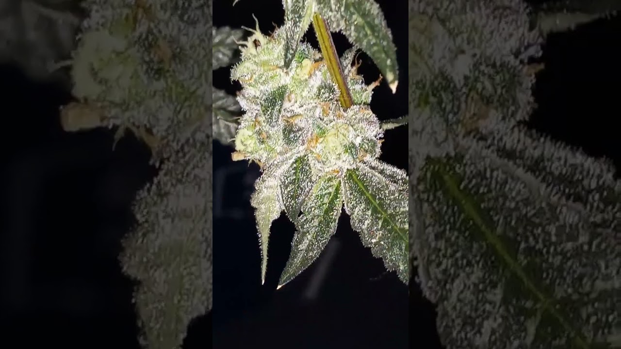 Cheetah piss strain week 7/ pheno #2/exotic alerts/RCC