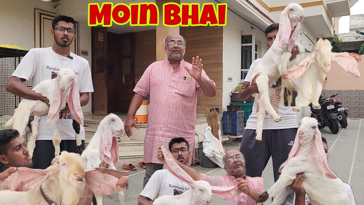 Sunhera Mauka Warakhwala Goat Farm Pe | India Ka Finest Hyderabadi Gulabi Breeding Setup Ahmedabad.