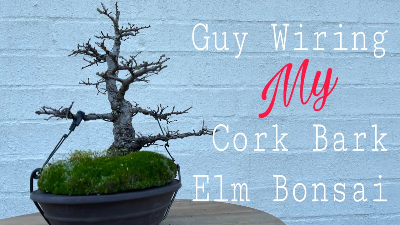 How to - Guy Wiring My Cork Bark Elm Bonsai