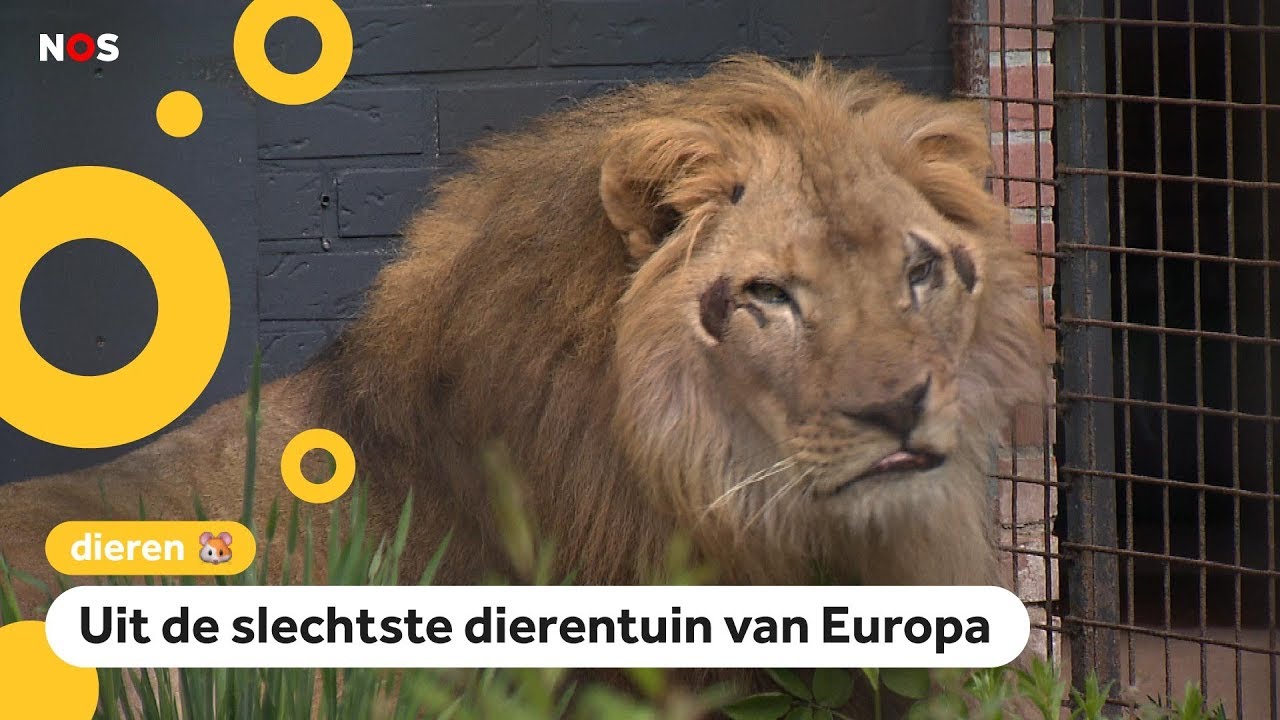Verwaarloosde leeuwen gered en naar Nederland gebracht