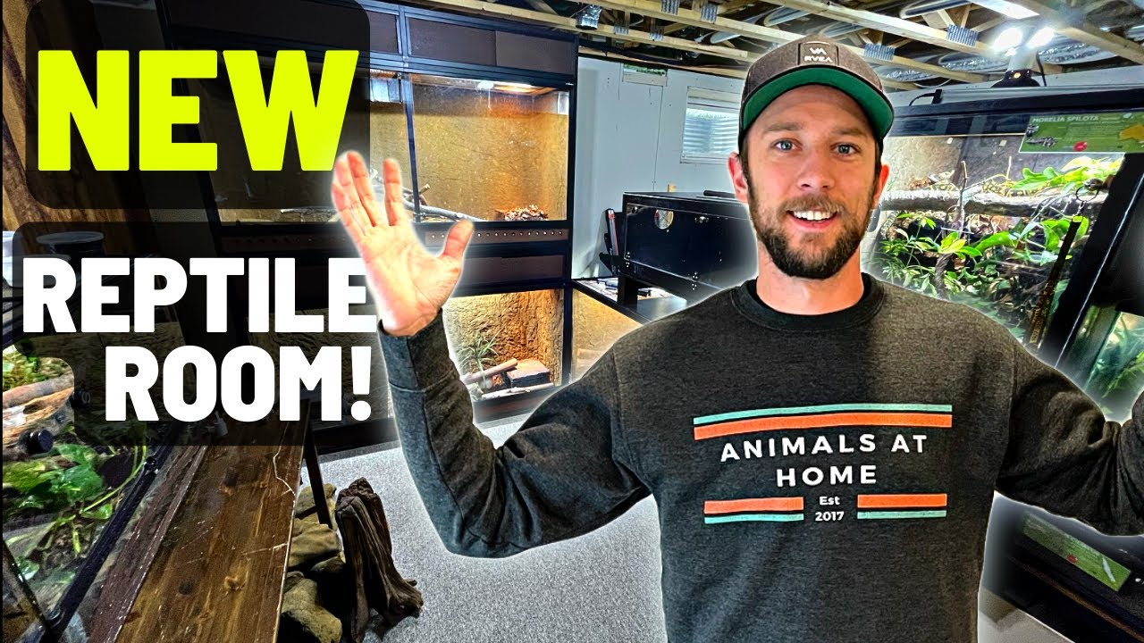 NEW REPTILE ROOM - COOLEST PODCAST STUDIO