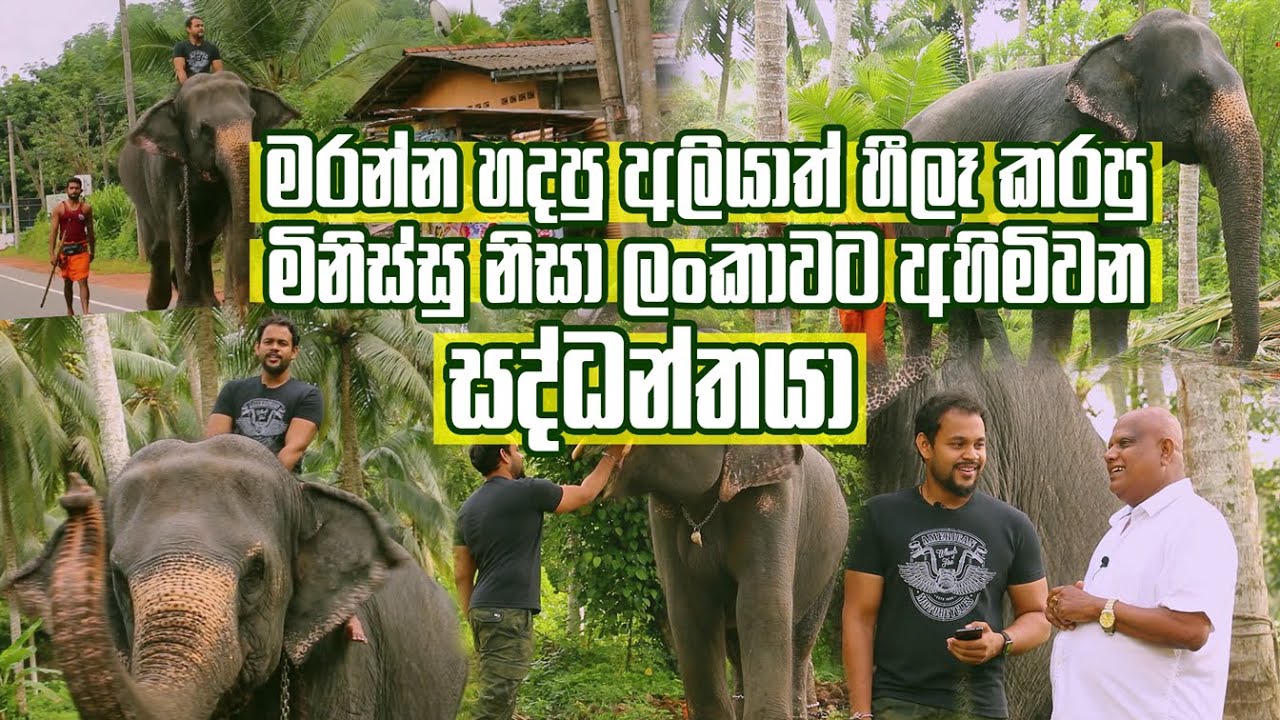 මරන්න හදපු අලියාත් හීලෑ කරපු, මිනිස්සු නිසා ලංකාවට අහිමිවන සද්ධන්තයා | අලියා | Elephant | Pet Talk