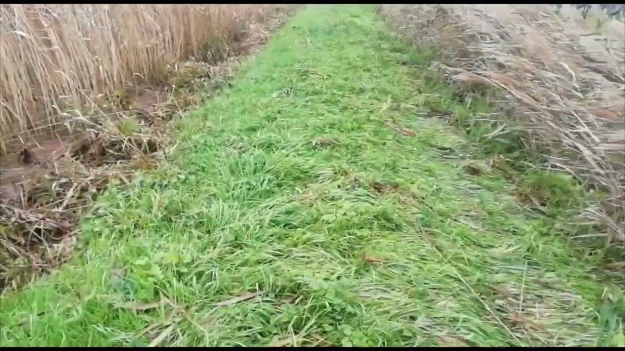 Esonda il canale a Fiumicello, vigne e campi allagati