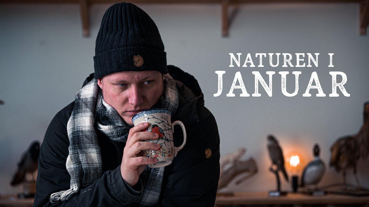 Naturoplevelser i Januar // Naturen i januar, vinter i Danmark