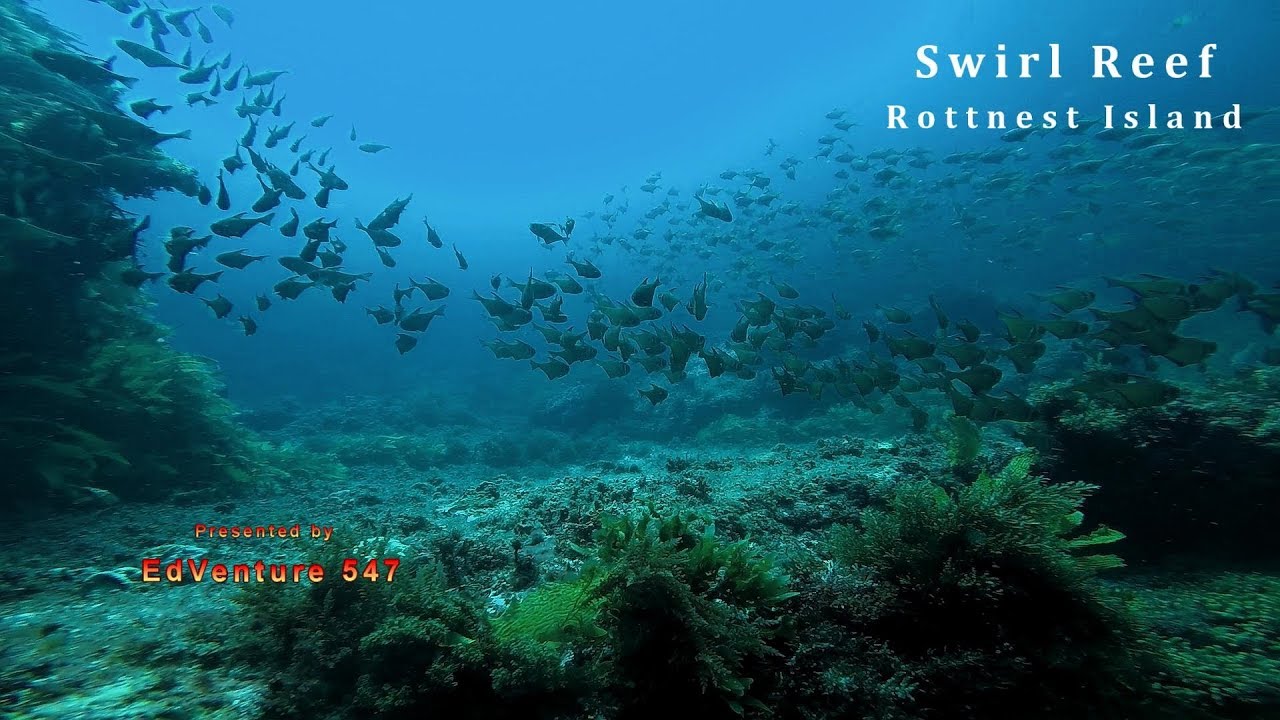 Diving on Swirl Reef Rottnest.