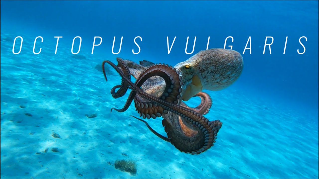 Octopus Vulgaris Short Documentary | RoverFilms