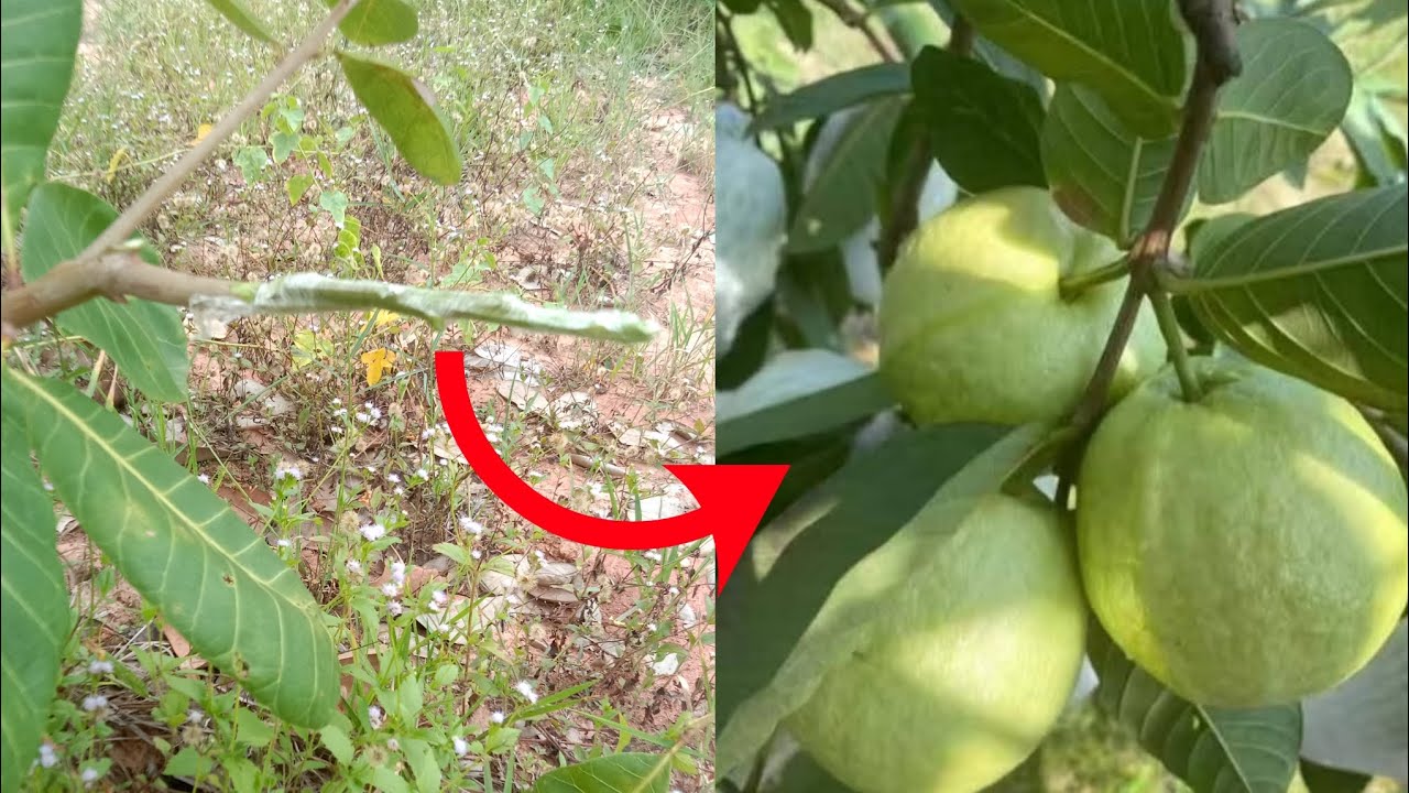  grafting guava plant branches to propagate quickly and produce more fruit