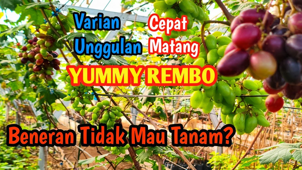Awal yang Menggembirakan! Penampakan Pembuahan Pertama Anggur Yummy Rembo!”