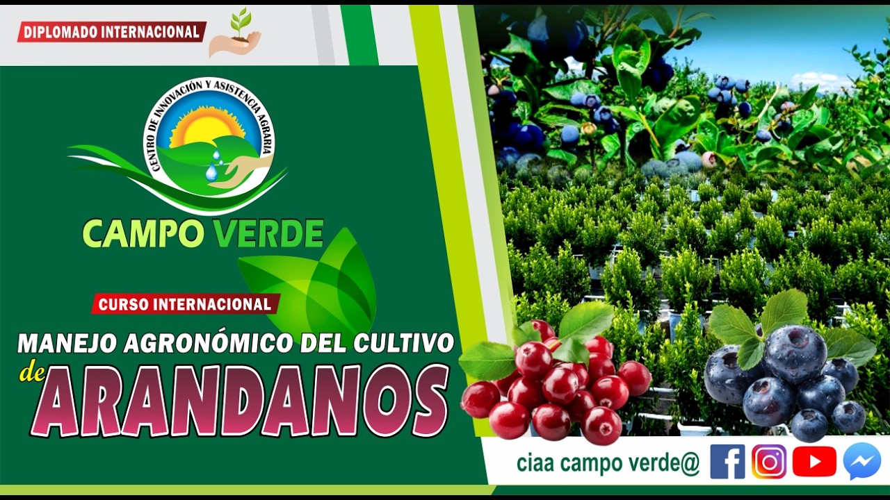 ✅MANEJO AGRONÓMICO EN EL CULTIVO DE ARANDANO