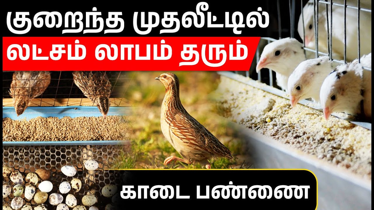 காடை வளர்ப்பு தொழில் தொடங்குவது எப்படி மற்றும் லாப வாய்ப்புகள்