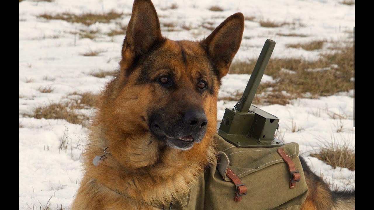 RED DOG - KAHRAMAN T&Uuml;RK&Ccedil;E DUBLAJ FULL FİLM İZLE