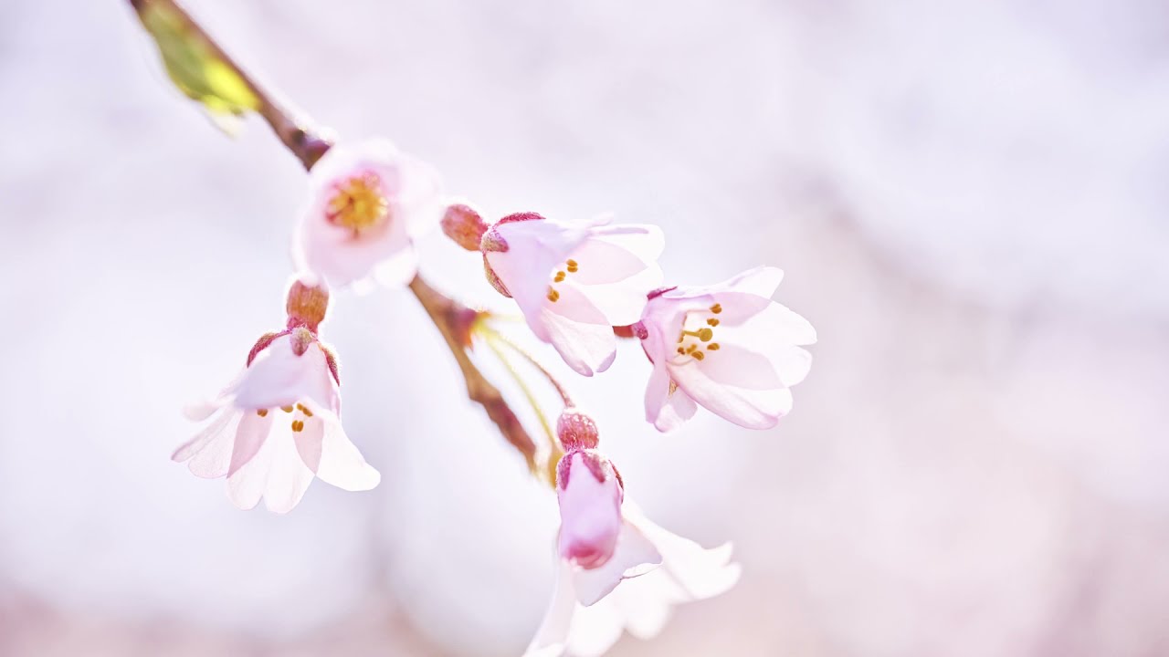福井で桜を見るかい？