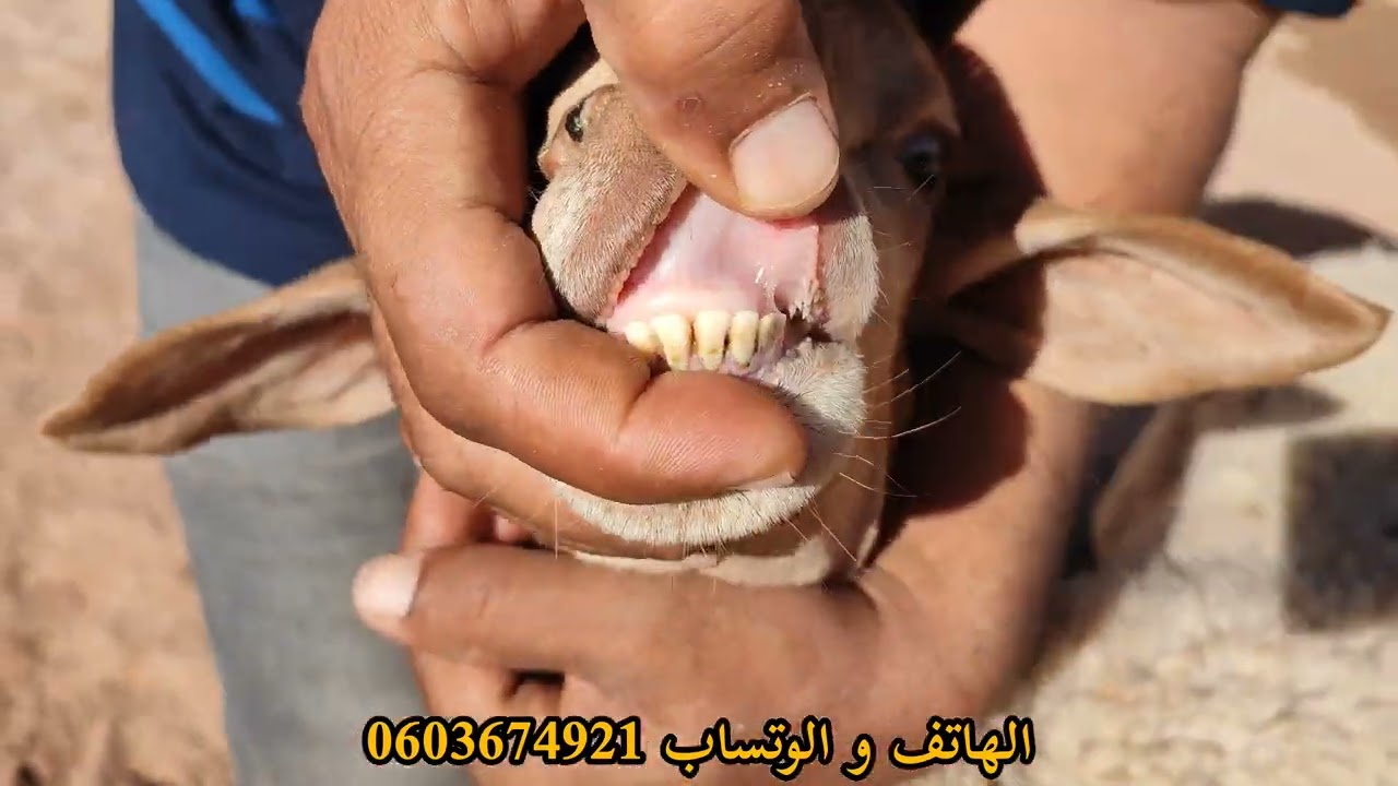 بفضل الله سبحانه يتواجد2فحول سلالة الدمان الملكية للبيع في ضيعة ولد المختار سرغيني للتواصل0603674921