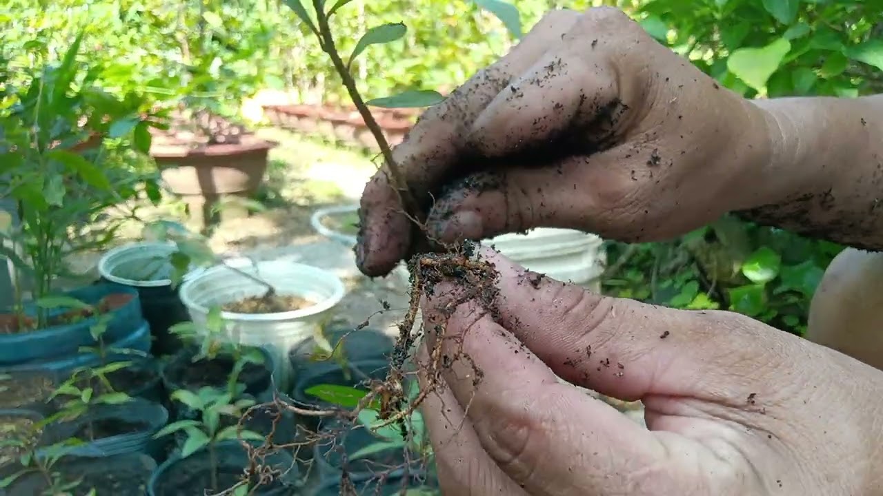 Trồng mai vàng tạo rể chùm,rể rồng và hình thú cực dễ 