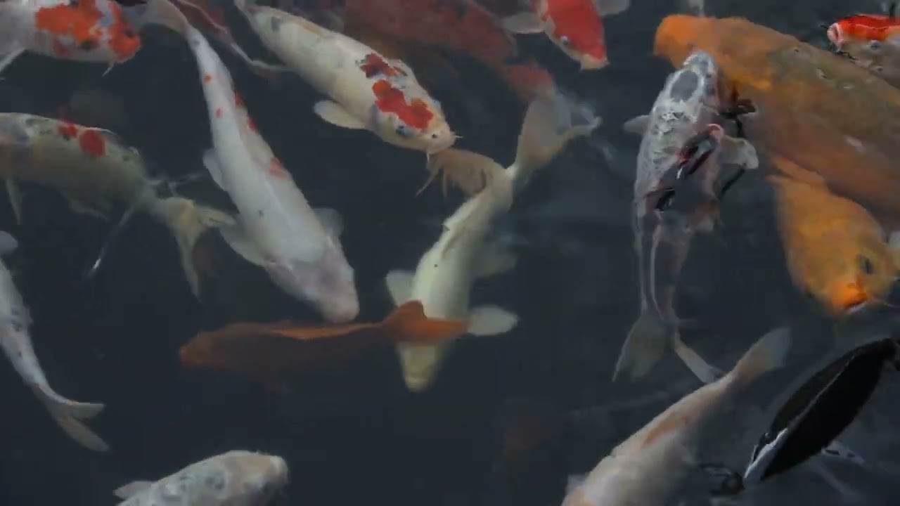 IKAN KOI CANTIK @DUNIA HEWAN