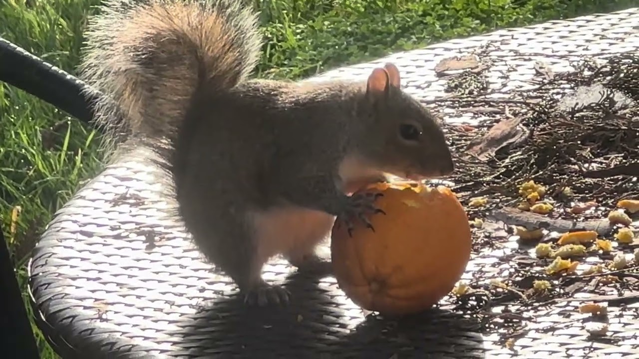 Squirrel Eating Orange