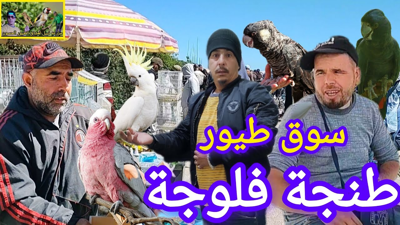 #مباشرة #سوق #طيور #طنجة #فلوجة اكمل الفيديو انواع الطيور عيد الافطار مبارك سعيد على الجميع 🎊