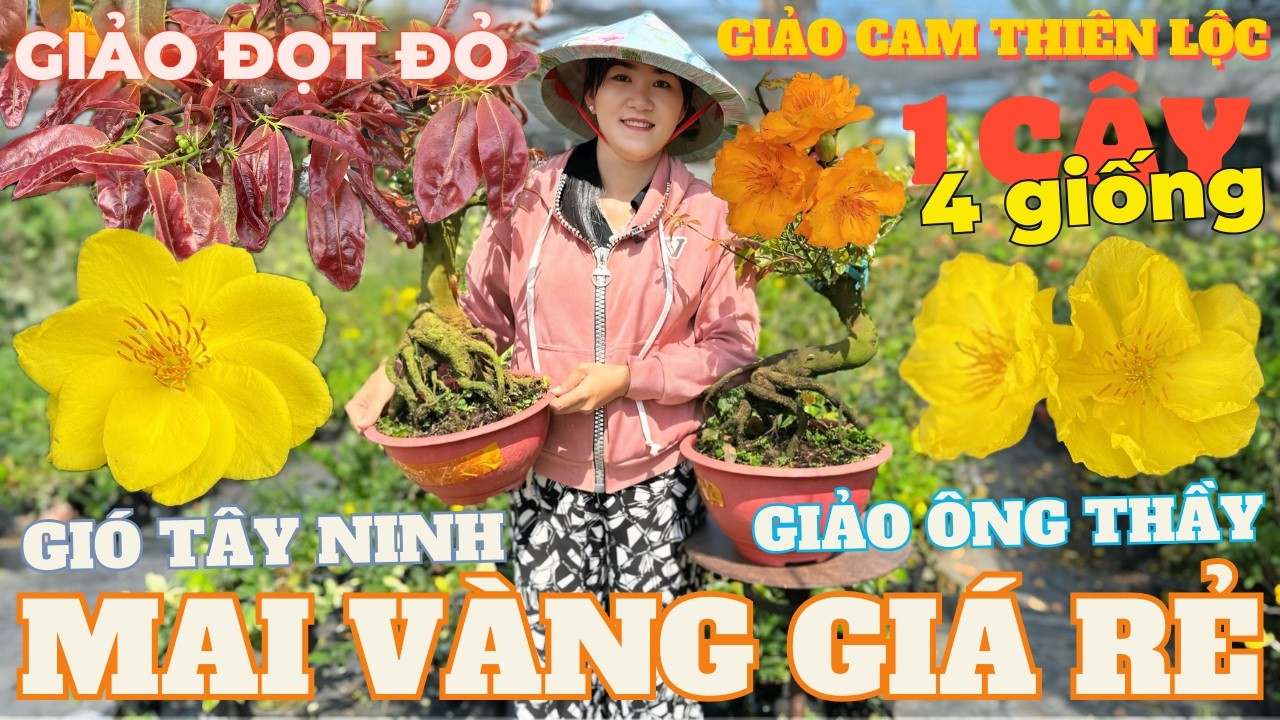 09-03 CHỊ THU Giao Lưu Mai Vàng Giá Rẻ, Giảo Cam Thiên Lộc, Giảo Ông Thầy, Gió Tây Ninh, Giảo Đọt Đỏ