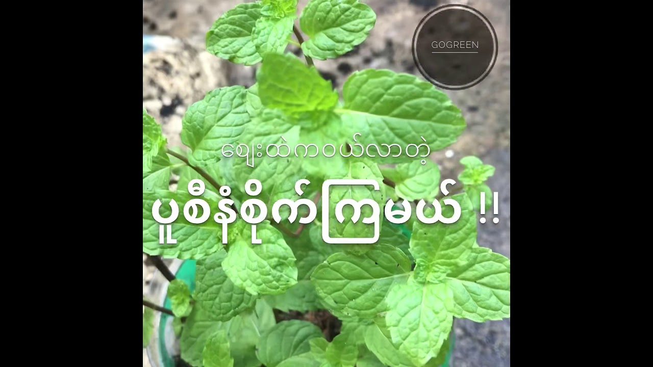 #ပူစီနံ(သို့)ပူဒီနာ လွယ်ကူစွာစိုက်နည်း
