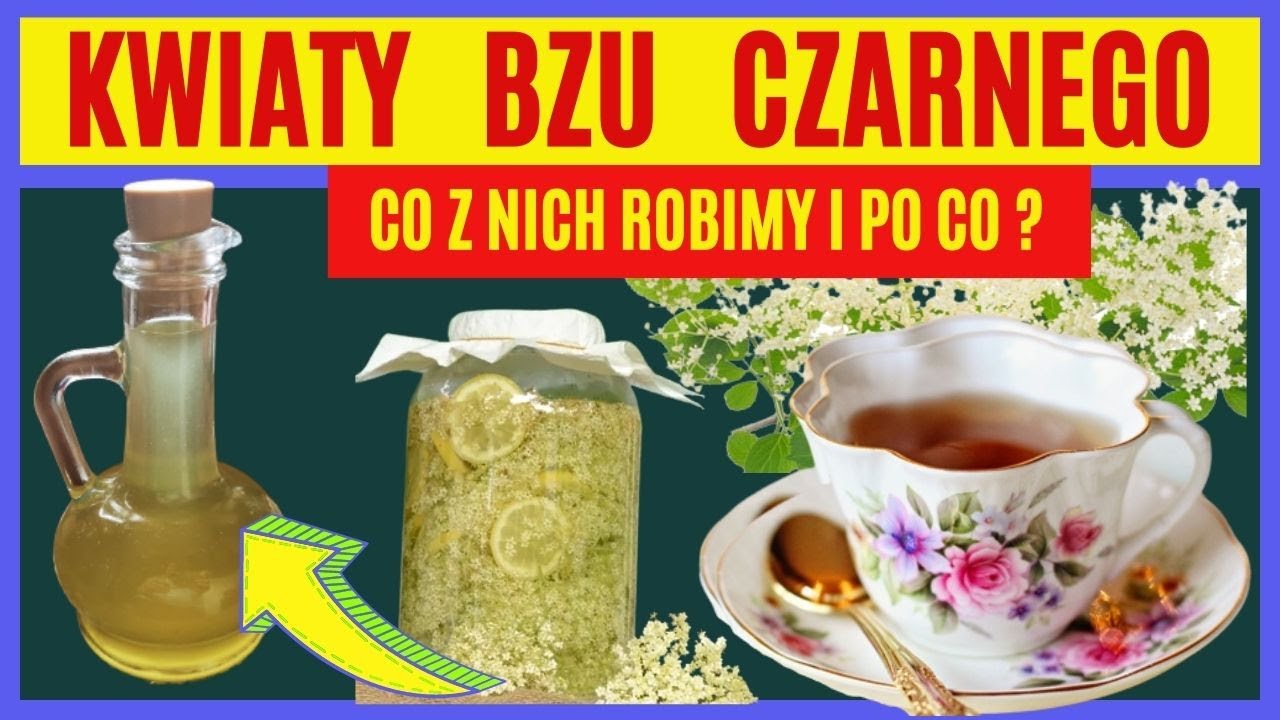 🍇 Dlaczego zbieramy  kwiaty bzu  czarnego ? /Przepisy z kwiat&oacute;w bzu  🍇nalewka, syrop, lemoniada