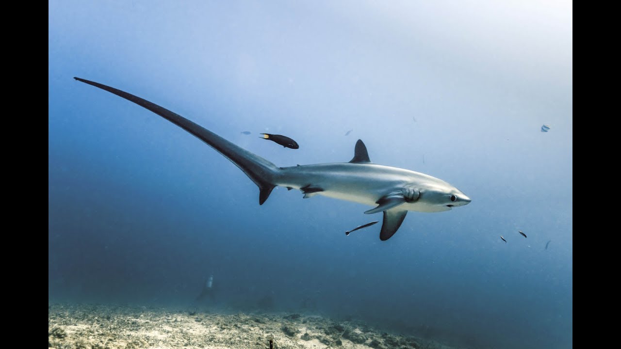 Thresher sharks at 